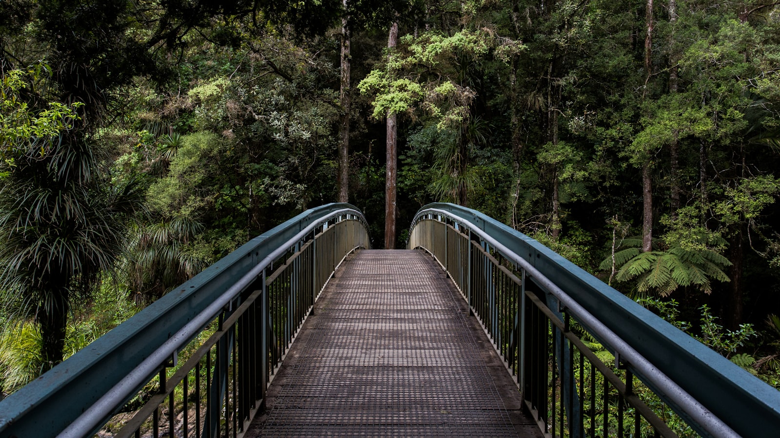 A calm forest path with soft light through the trees, suggesting slow, open breathing.