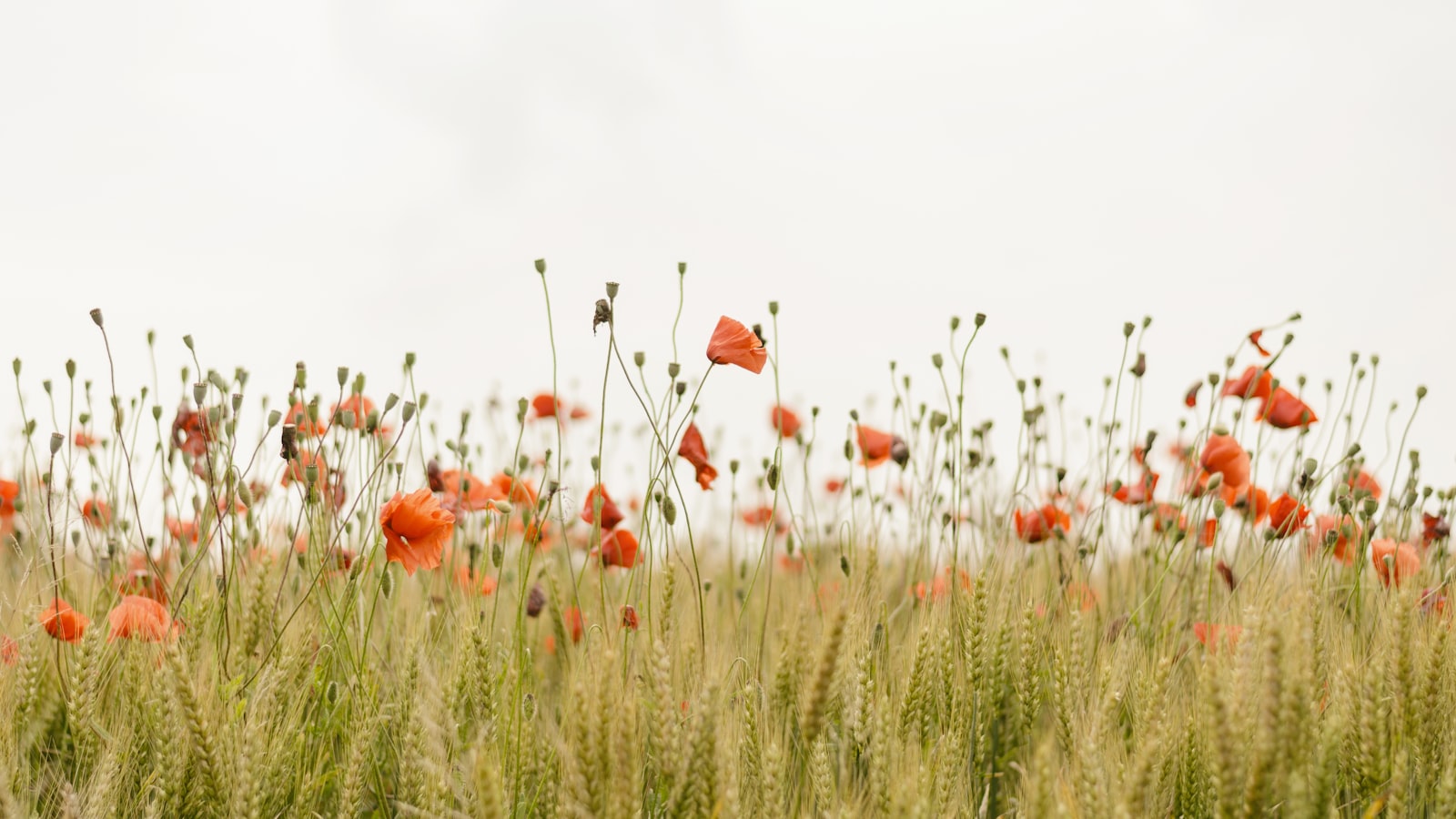 A quiet field of yellow wildflowers under a soft, open sky.