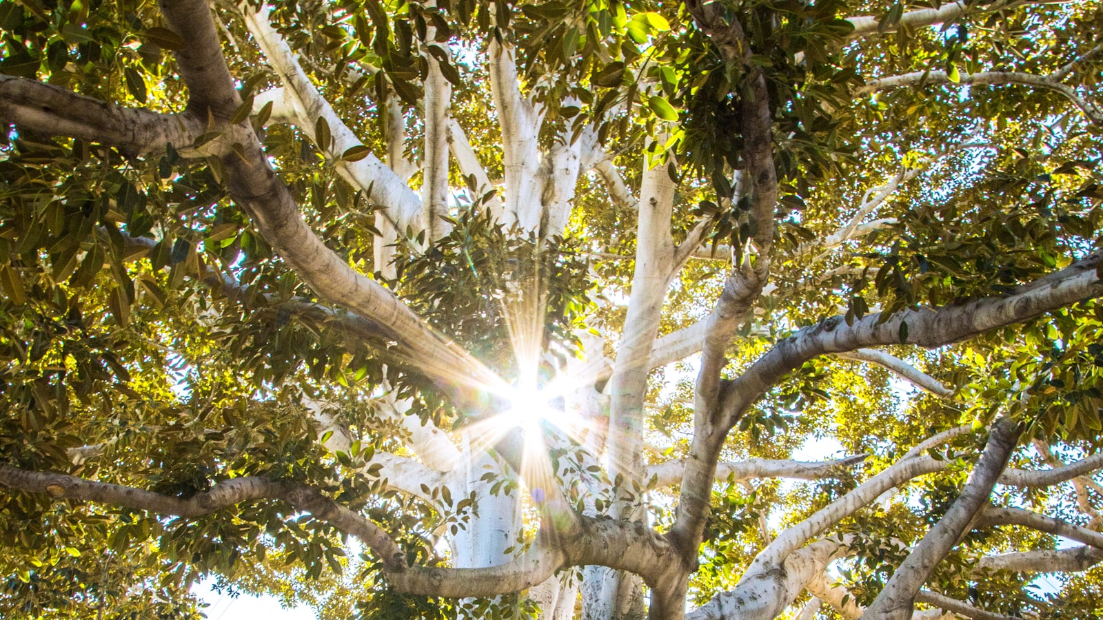 Soft sunlight filtering through green leaves and tree branches.
