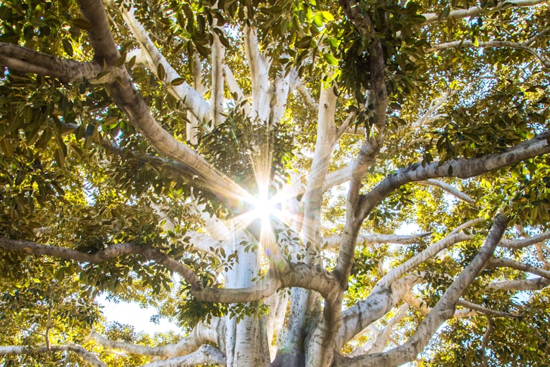 Soft sunlight filtering through green leaves and tree branches.